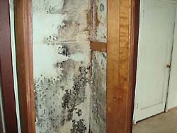 Mold Damage Restoration